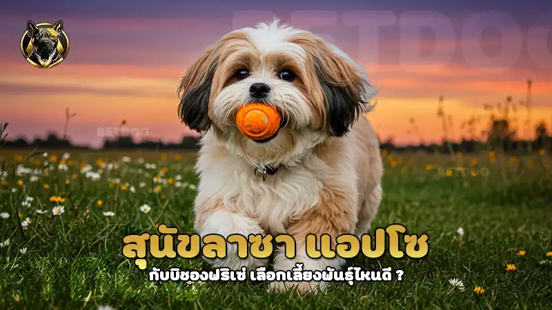 สุนัขลาซา แอปโซ