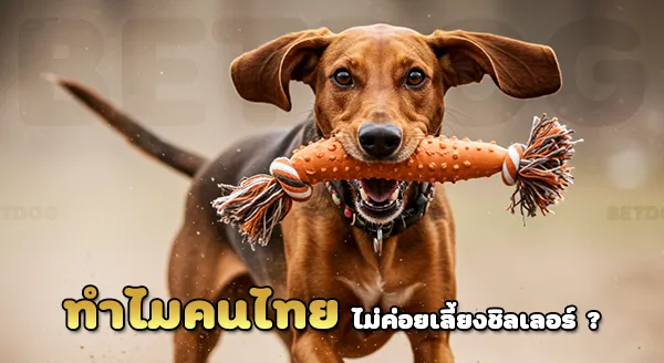สุนัขชิลเลอร์ ฮาวนด์